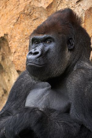 Portrait of a gorilla